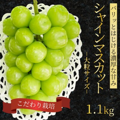 シャインマスカット 大粒 1.1kg [249-002]