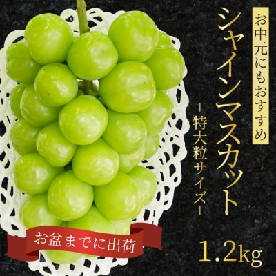 シャインマスカット 特大粒 1.2kg  [249-003]