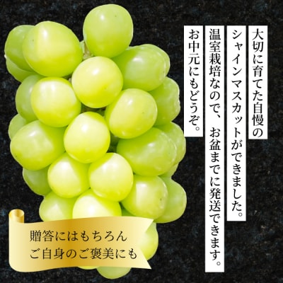 シャインマスカット 特大粒 1.2kg  [249-003]