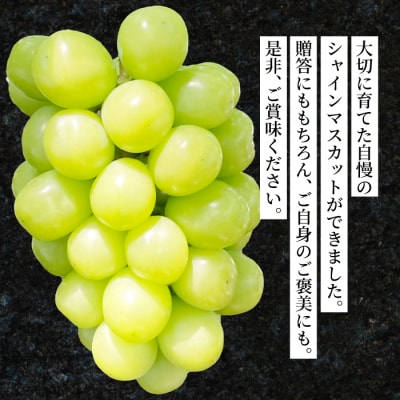 シャインマスカット 特大粒 1.2kg [249-003]
