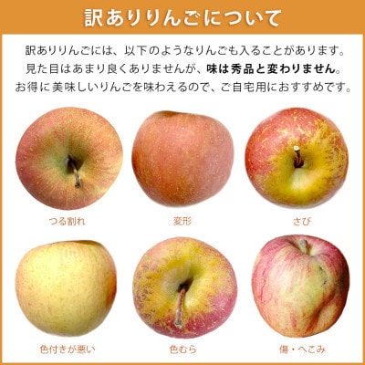 【訳あり】 りんご シナノドルチェ 9月下旬～10月中旬 5kg