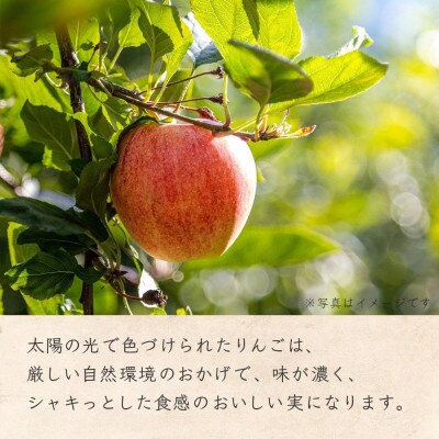 【特選Bセット】 りんごジャム りんごドレッシング りんごソース セット