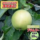 【訳あり】 りんご ブラムリー 2025年9月～11月発送 10kg