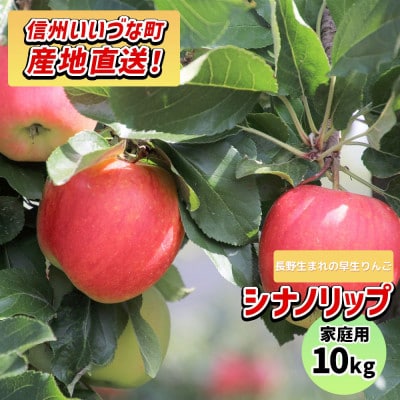 【訳あり】 りんご シナノリップ 2025年8月～9月発送 10kg