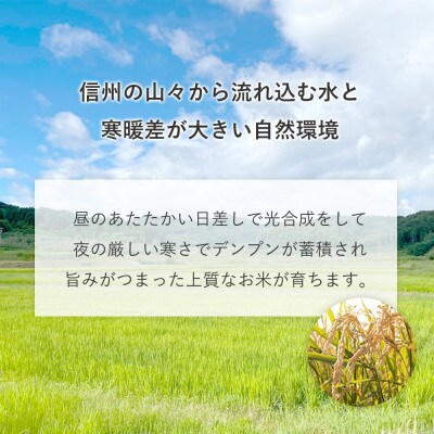 米澤商店の飯綱産 こしひかり　白米 5kg