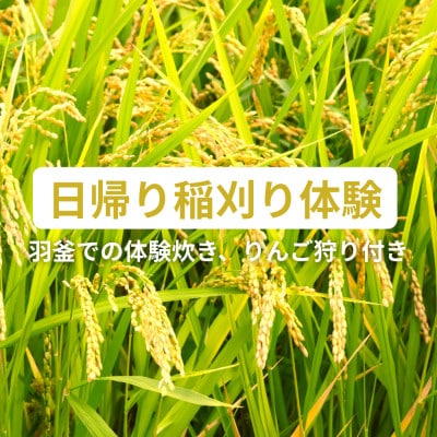 【農業体験】信州いいづなりんご学校「日帰り体験」 稲刈り体験 1名様
