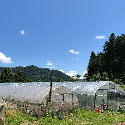 京都小林ふぁ～むの「とまとのじゅ～す」(180ml×30本)【無添加】