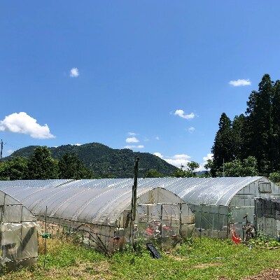 京都小林ふぁ～むの「とまとのじゅ～す」(720ml×12本)【無添加】
