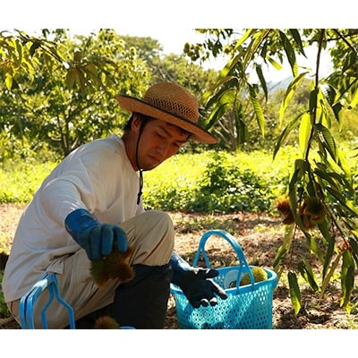秦栗園のあま～い氷蔵丹波栗 筑波2L むき500g【熟成】11月中旬発送