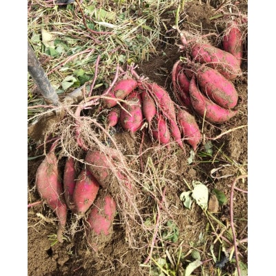 2ヶ月熟成 あま～いサツマイモ シルクスイート 2kg