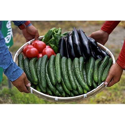 福知山特産きゅうりと夏野菜のセット 6kg程度 お礼品詳細 ふるさと納税なら さとふる