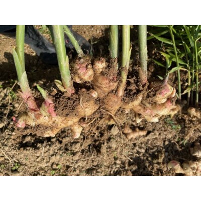 京都産　栽培期間中農薬不使用の新生姜　1kg