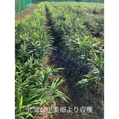 京都産　栽培期間中農薬不使用の新生姜　1kg