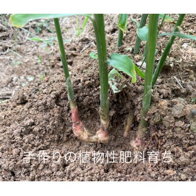京都生姜ほうじ茶 3袋入り