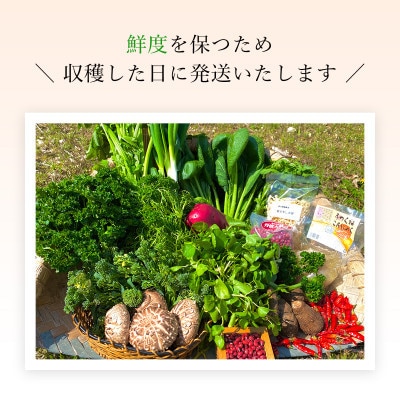 【毎月定期便】鮮度抜群「京野菜」9～12品目詰合せ【京都府福知山市】全6回