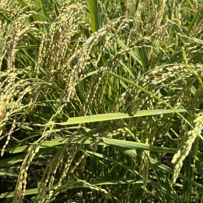 京都丹波福知山産 はるまる農園のコシヒカリ 精米 【10kg】