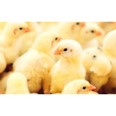 奥京都の撫子たまご 40個入 (30個+割れ保証10個) 新鮮