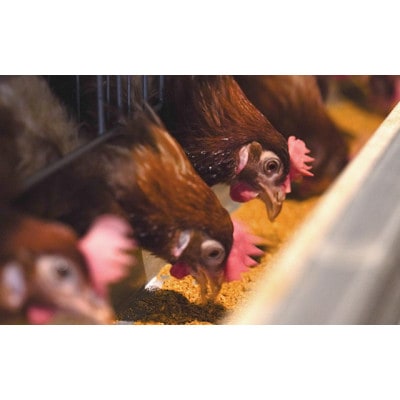 奥京都の撫子たまご 40個入 (30個+割れ保証10個) 新鮮