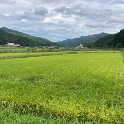 衣川の男米コシヒカリ 白米 5kg【京都府福知山市】