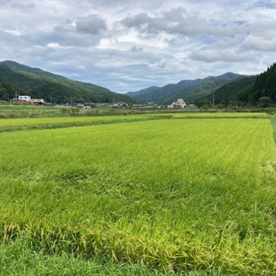 【毎月定期便】衣川の男米コシヒカリ 白米 5kg【京都府福知山市】全6回