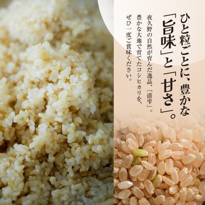 【毎月定期便】京都夜久野産　清雫(せいな)コシヒカリ 玄米10kg(5kg×2袋)全12回