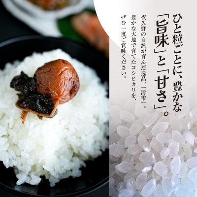 【発送月固定定期便】清雫(コシヒカリ)精米10kg+黒ムラサキ900g(丹波黒大豆の枝豆)全3回