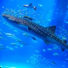 沖縄美ら海水族館 チケット引換券 大人券2枚