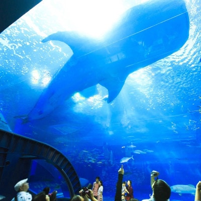 沖縄美ら海水族館 チケット引換券 大人券2枚