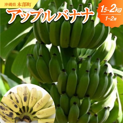 【2025年8月～10月頃の発送】アップルバナナ1.5～2.0kg(1～2房)
