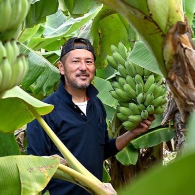 【2025年8月～10月頃の発送】アップルバナナ1.5～2.0kg(1～2房)