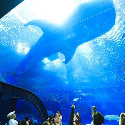 沖縄美ら海水族館 チケット引換券 大人券1枚