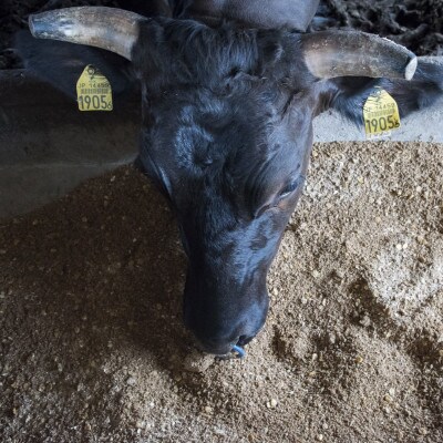 もとぶ牛モモ焼肉(自宅用)500g