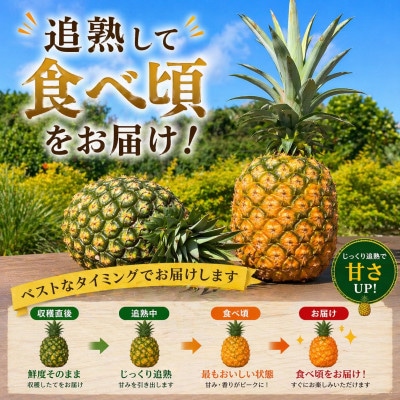 【2026年7月から順次発送】本部町産 糖度15度以上を誇る 高級ゴールドバレル 2玉