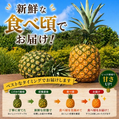 【2026年7月から順次発送】本部町産 糖度15度以上を誇る 高級ゴールドバレル 2玉