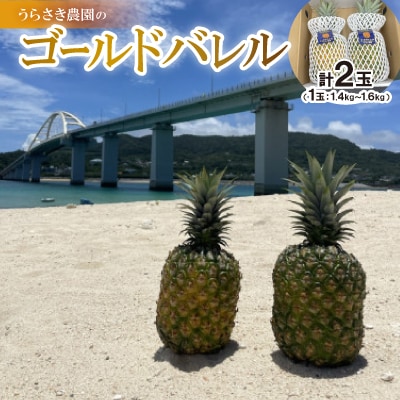 【2025年7～8月発送予定】ゴールドバレル2玉(1玉あたり1.4kg～1.6kg)