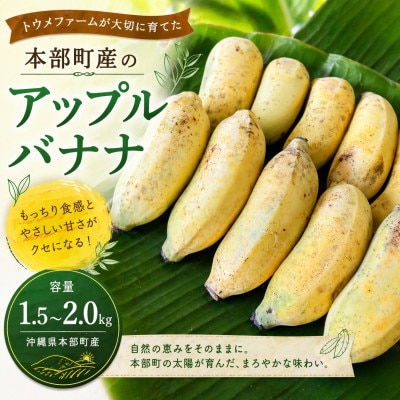 トウメファームが大切に育てた本部町産のアップルバナナ1.5kg～2.0kg(1房～2房)
