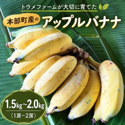 トウメファームが大切に育てた本部町産のアップルバナナ1.5kg～2.0kg(1房～2房)
