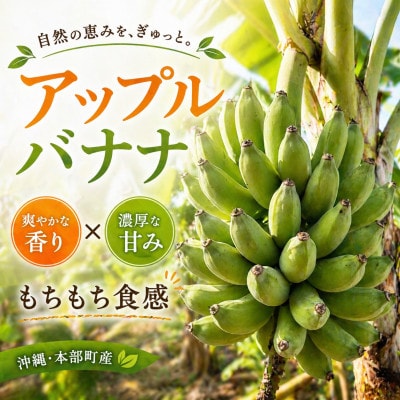 トウメファームが大切に育てた本部町産のアップルバナナ1.5kg～2.0kg(1房～2房)