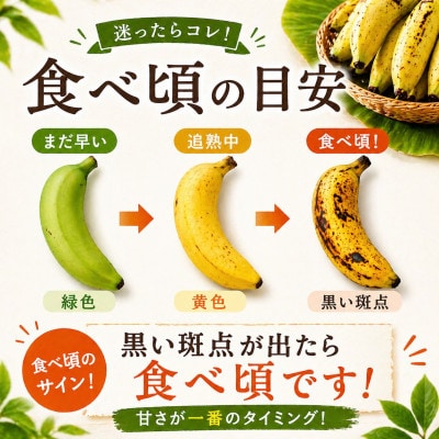トウメファームが大切に育てた本部町産のアップルバナナ1.5kg～2.0kg(1房～2房)