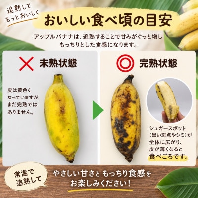 トウメファームが大切に育てた本部町産のアップルバナナ1.5kg～2.0kg(1房～2房)