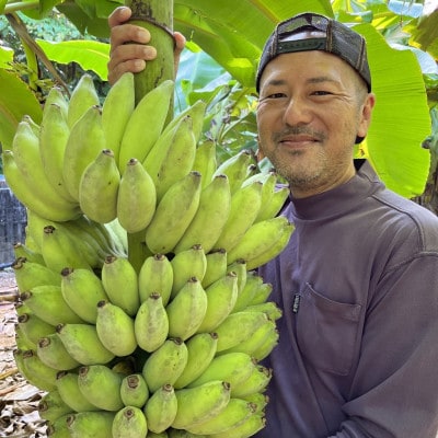 【2025年7～12月発送予定】本部町産のアップルバナナ1.5kg～2.0kg(1房～2房)