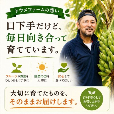 トウメファームが大切に育てた本部町産のアップルバナナ1.5kg～2.0kg(1房～2房)