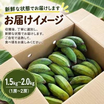トウメファームが大切に育てた本部町産のアップルバナナ1.5kg～2.0kg(1房～2房)