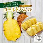 【2026年6月から順次発送】トウメファームのゴールドバレル1玉 パイナップル
