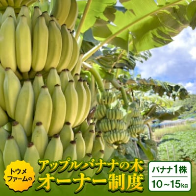 【2025年9～11月頃の発送】本部町産のアップルバナナの木 オーナー制度(バナナ1株)