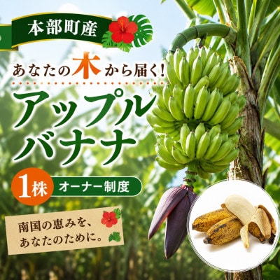 【収穫体験型】あなたの木から届く!沖縄本部町産のアップルバナナ オーナー制度1株