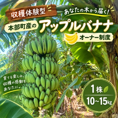 【収穫体験型】あなたの木から届く!沖縄本部町産のアップルバナナ オーナー制度1株