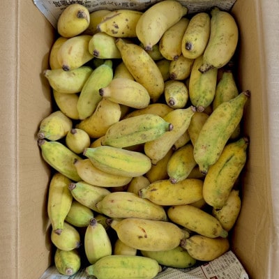 【2026年収穫・農園直送】あなたの木から届く!本部町産アップルバナナ オーナー制度