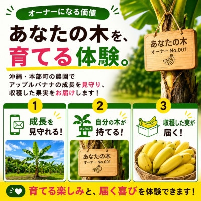 【収穫体験型】あなたの木から届く!沖縄本部町産のアップルバナナ オーナー制度1株