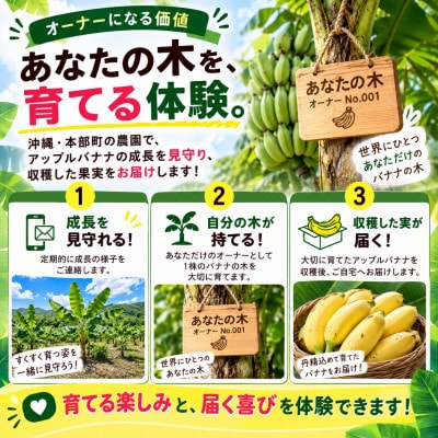 【収穫体験型】あなたの木から届く!沖縄本部町産のアップルバナナ オーナー制度1株